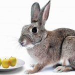 Rabbits Eat Apples