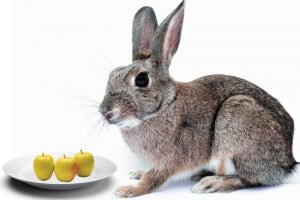 Rabbits Eat Apples