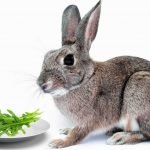 Rabbits Eat Arugula