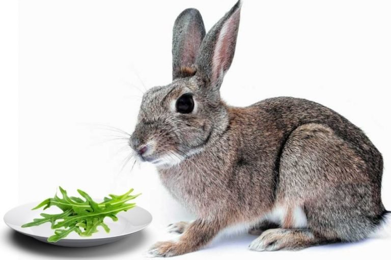 Rabbits Eat Arugula