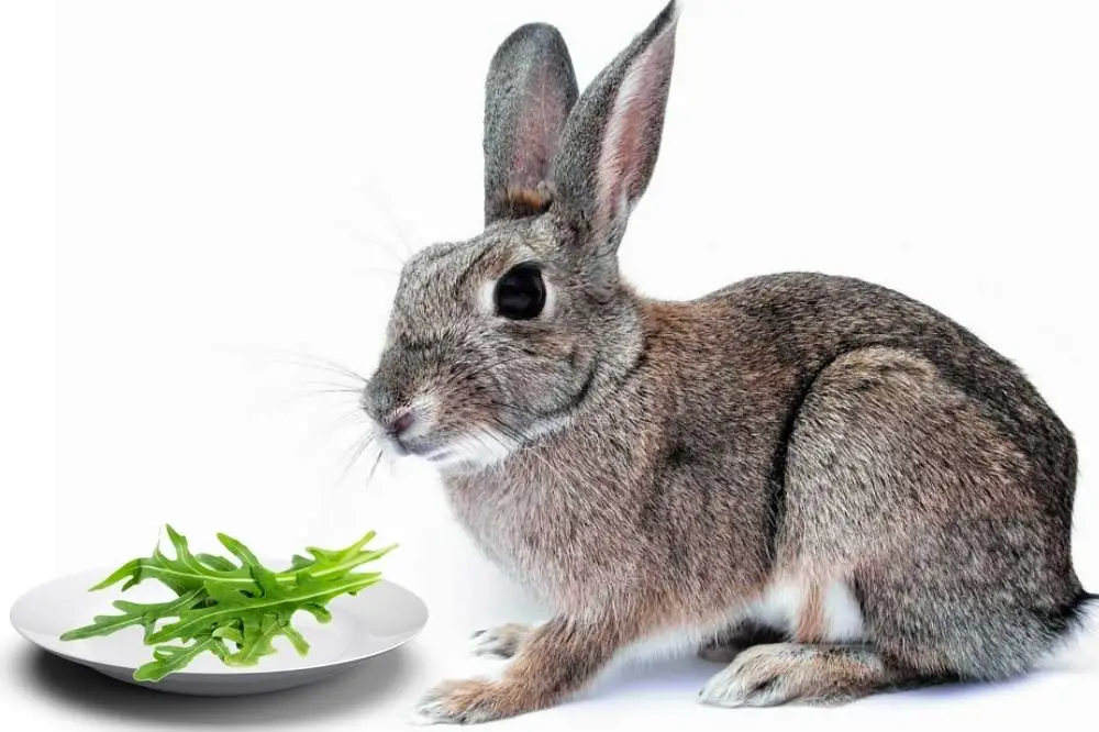 Rabbits Eat Arugula