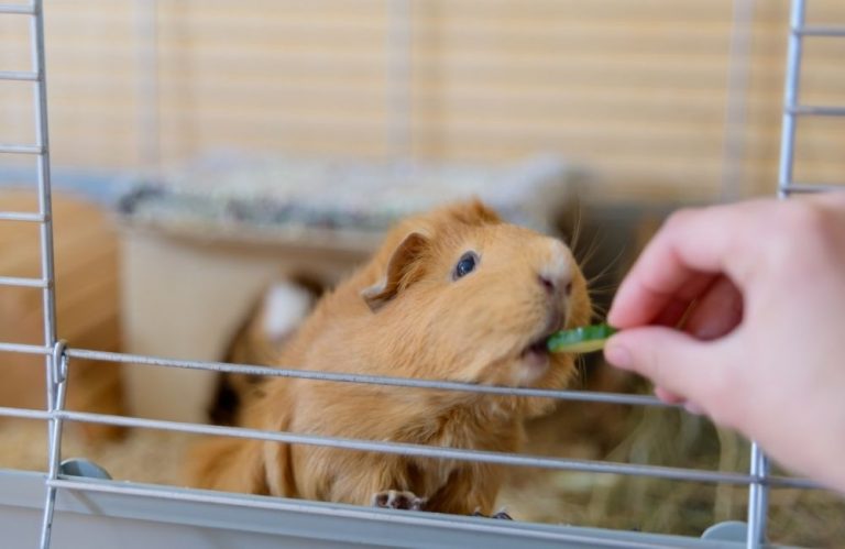 Why Is My Guinea Pig Always Hungry?