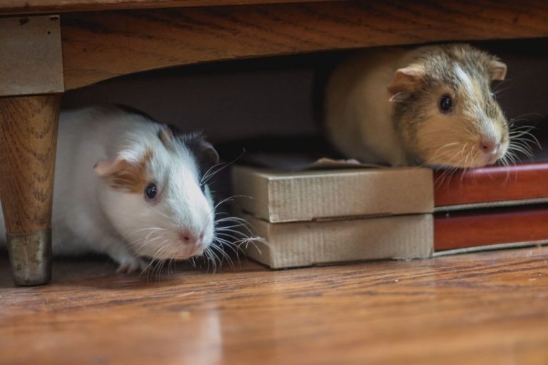Why Is My Guinea Pig Always Scared? [What Should I Do!]
