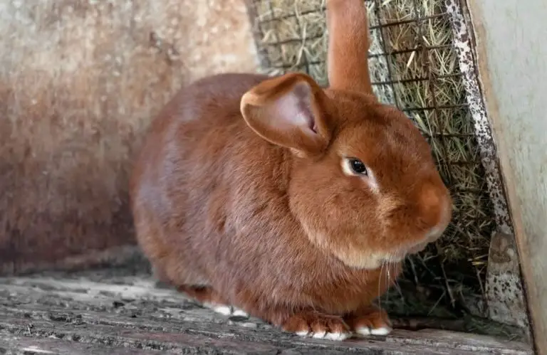 Why Is My Rabbit Losing Weight? [11 Reasons!]
