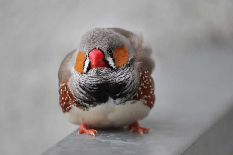 How Long Do Zebra Finches Live In Captivity?
