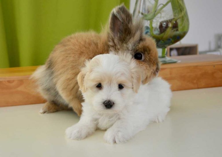 rabbit and dog