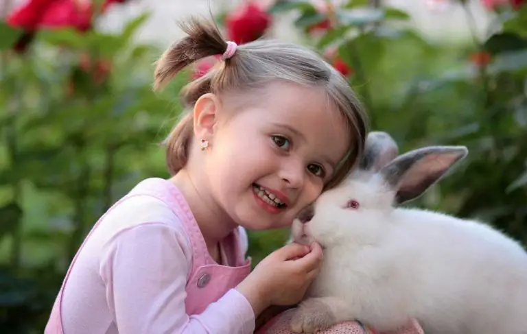 Can Rabbits Sense Human Emotions?