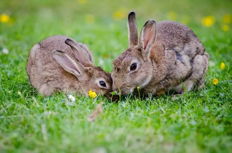 rabbit fight