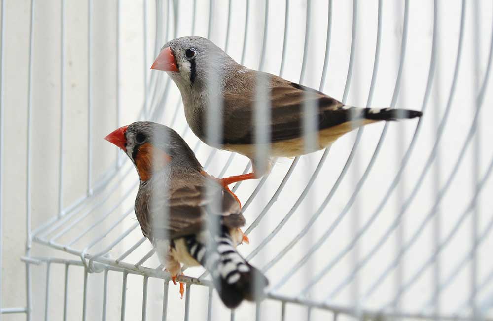 Finch in cage