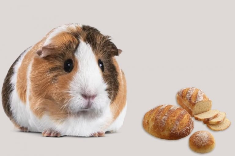 Can Guinea Pigs Eat Bread