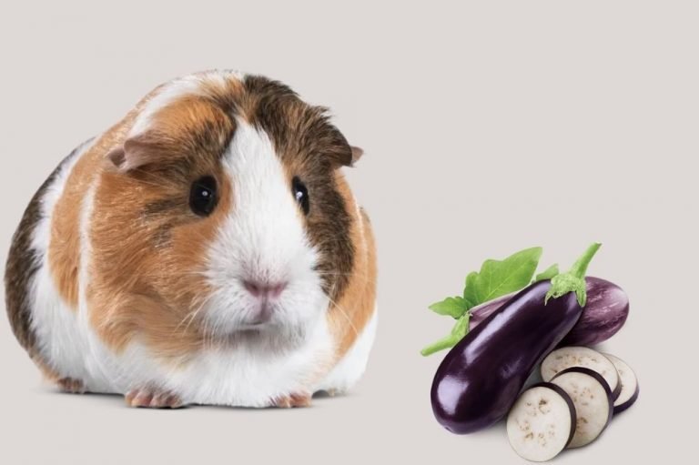 Can Guinea Pigs Eat Eggplant?
