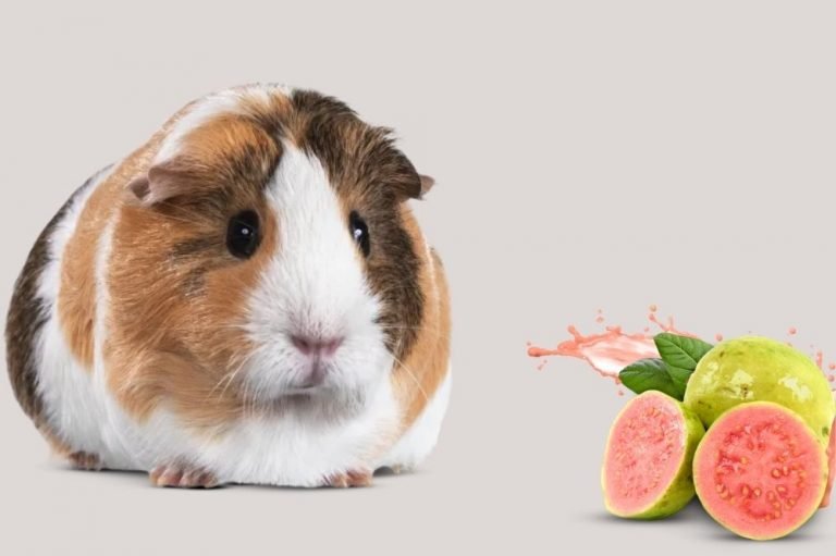 Can Guinea Pigs Eat Guava?