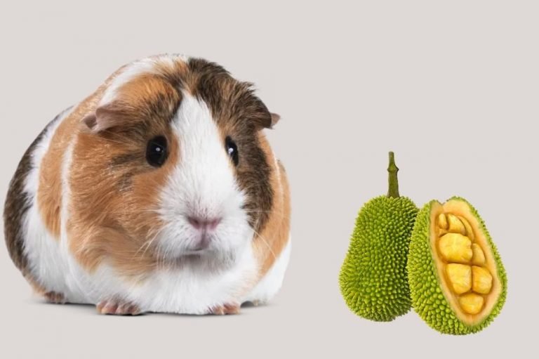 Can Guinea Pigs Eat Jackfruit?