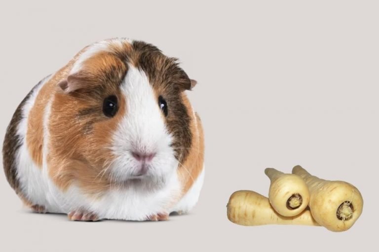 Can Guinea Pigs Eat Parsnips?