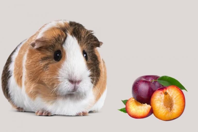 Can Guinea Pigs Eat Plums?