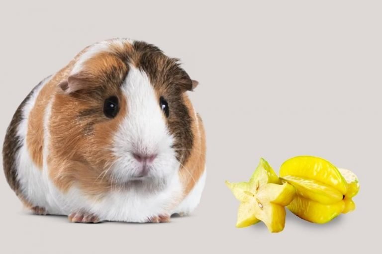 Can Guinea Pigs Eat Star Fruit?