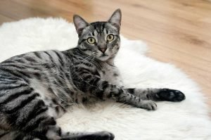 Coconut oil Safe for Cats