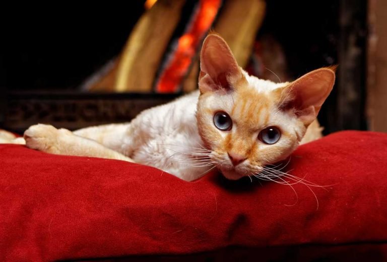 Can Devon Rex Cats Be Left Alone?