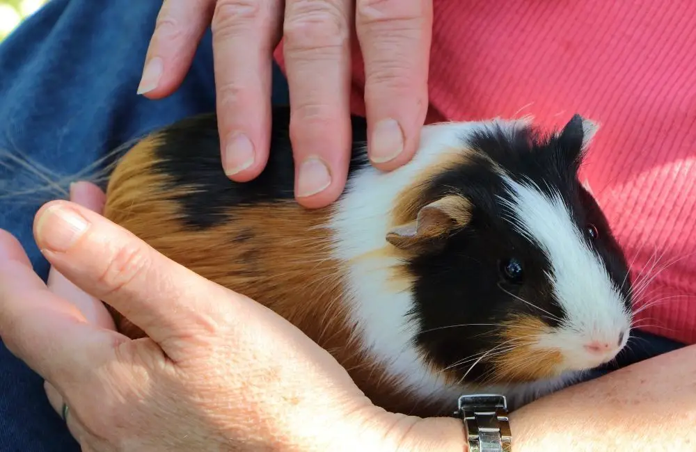 Do Guinea Pigs Need A Lot of Attention