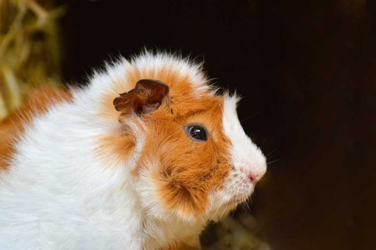 Why Does My Guinea Pig Have Eye Boogers?