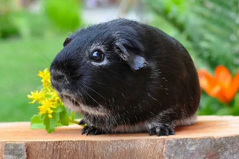Why Does My Guinea Pig Have Gas?