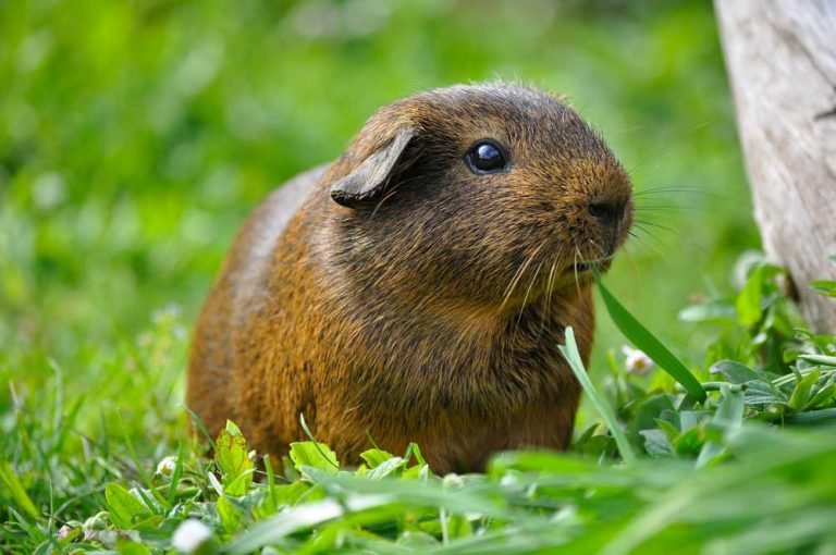 Can Guinea Pigs Find Their Way Home? [What You Should Do!]