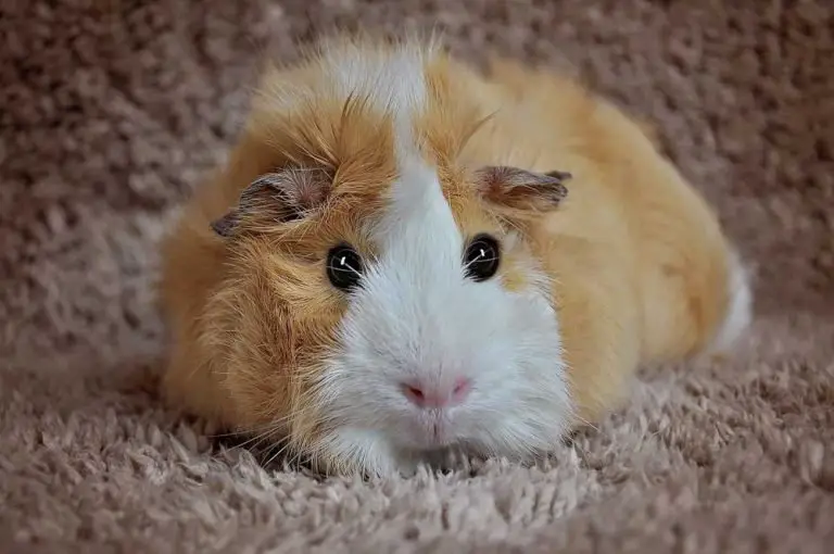 Why Is My Guinea Pig Not Playing?