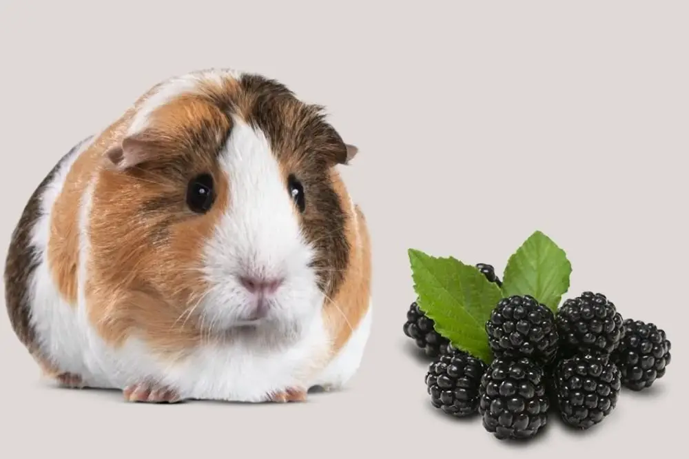 Guinea Pigs Eat Blackberries