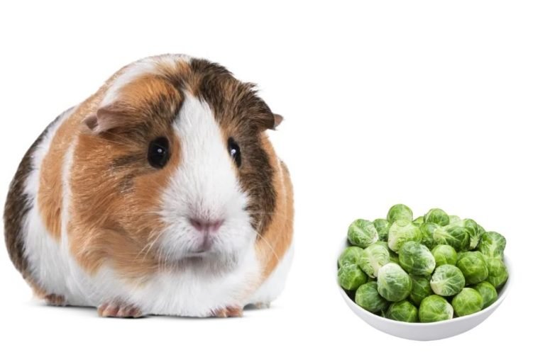 Guinea Pigs Eat Brussel Sprouts