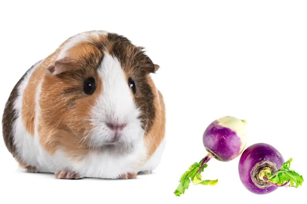 Guinea Pigs Eat Turnips