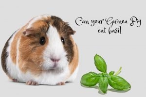 Guinea Pig feed basil