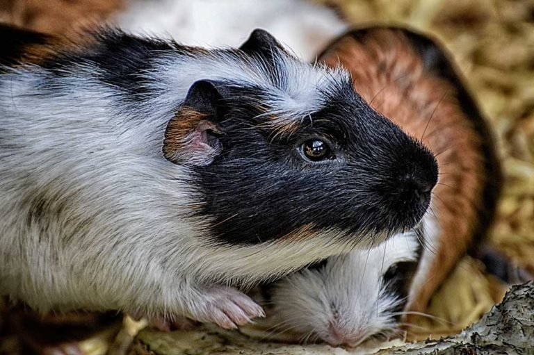 How Long Can Guinea Pigs Go Without Water?