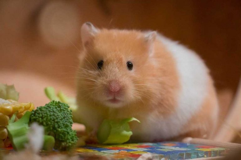 Can Hamsters Be Fat? [Keep Them Healthy!]