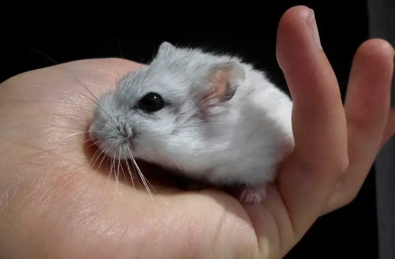 Should You Let A Hamster Out Of Its Cage?