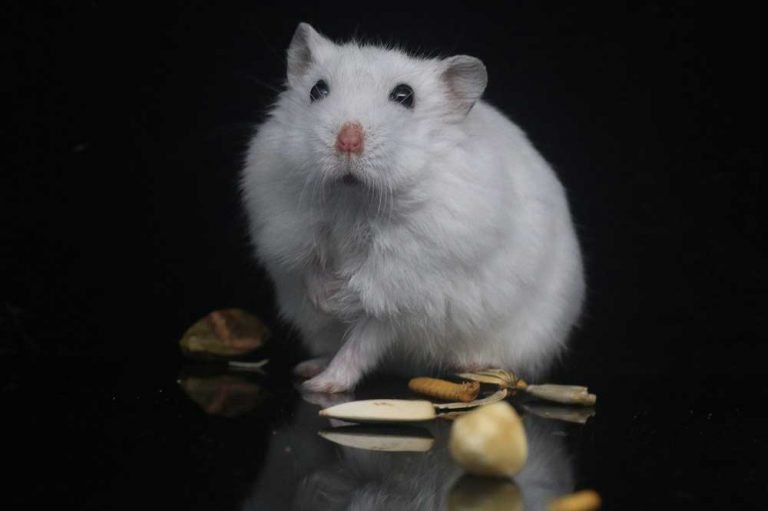Hamster lifespan