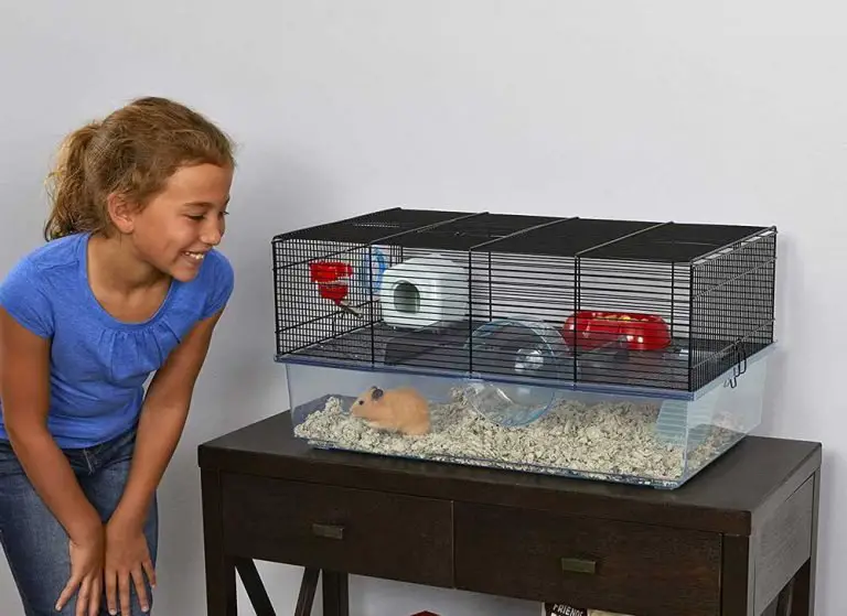 What Size Cage Does A Hamster Need?