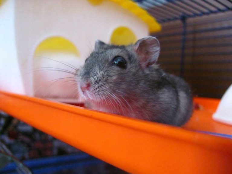 Why Do Hamsters Chirp? [11 Common Reasons]