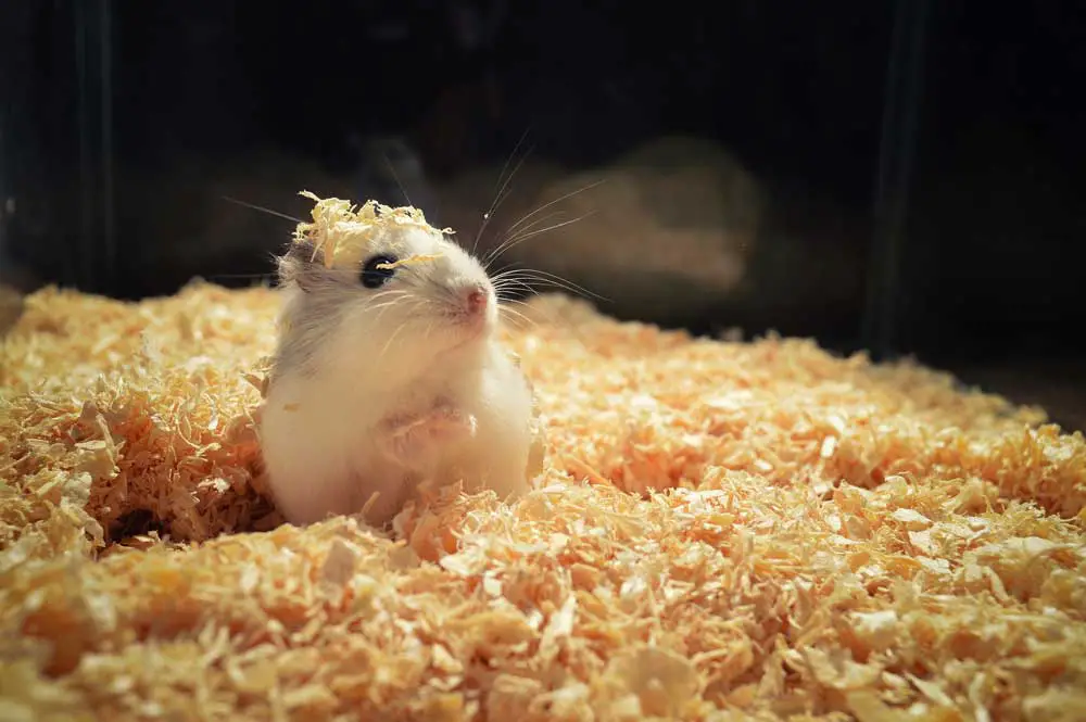 Hamsters Like to do Burrow