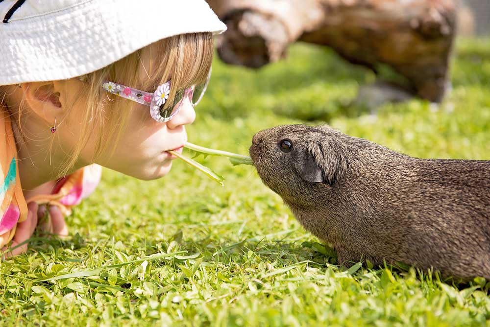 Kiss to your Guinea Pigs