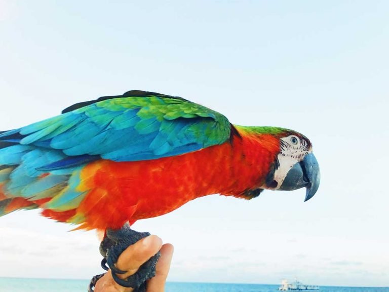 Are Macaws High Maintenance?