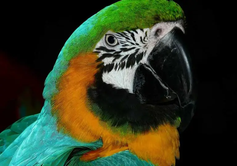 Can Parrots Eat Bananas? [Feeding Guide!]