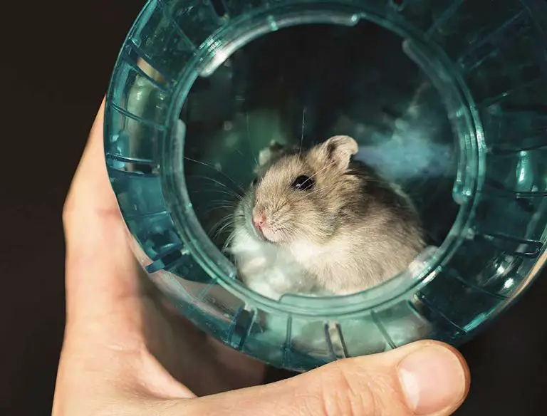 How Long Can You Keep A Hamster In A Ball?