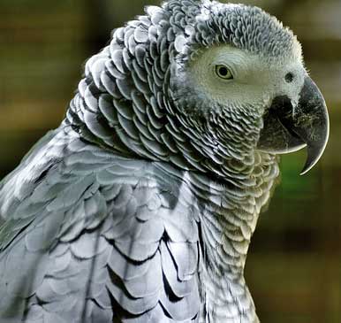 African Grey