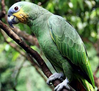 Amazon Parrot