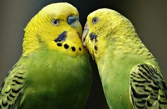 Budgerigar