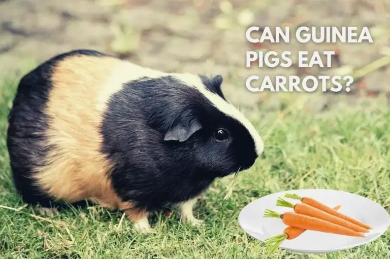 Guinea Pigs Eat Carrots