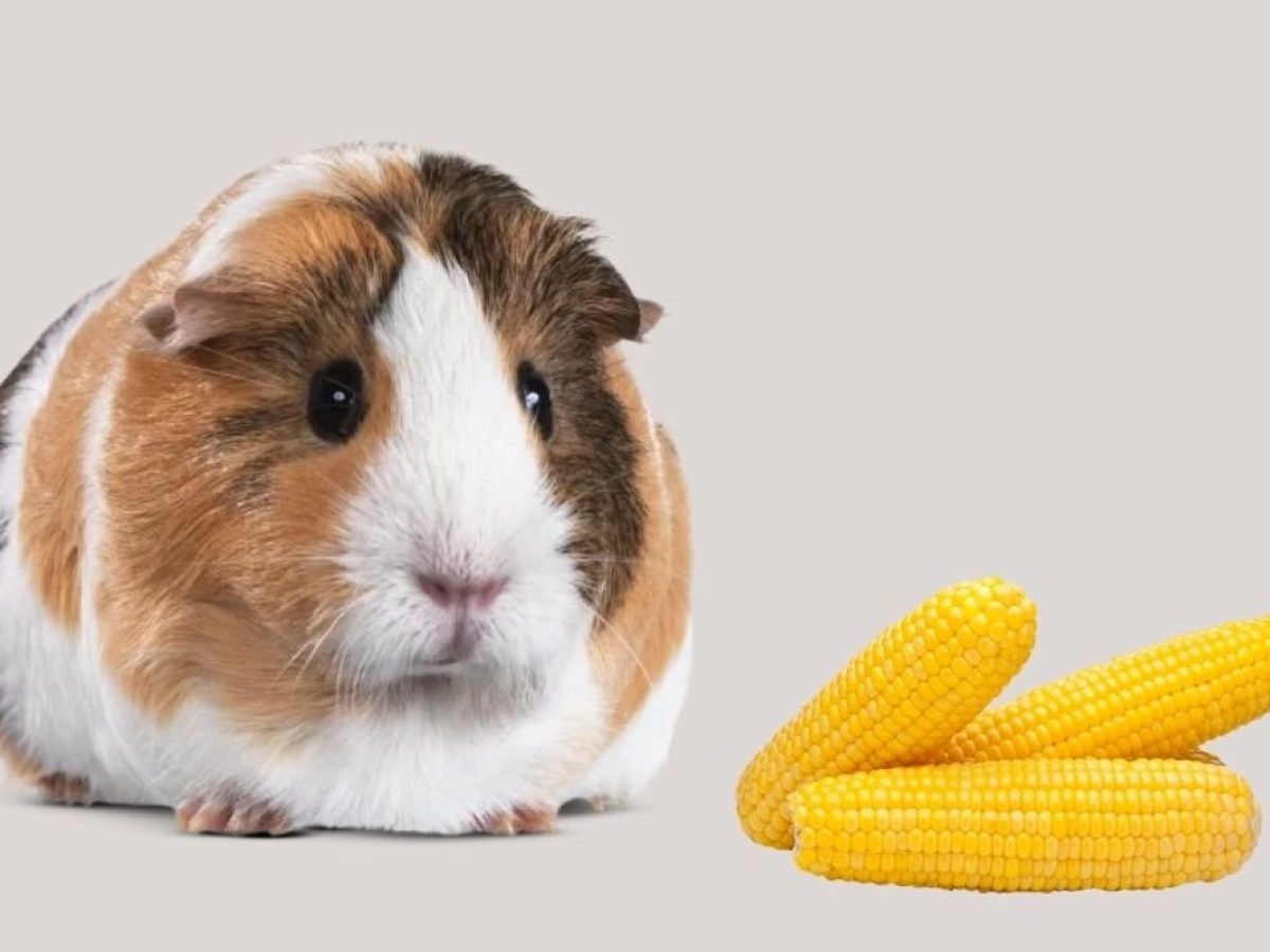 guinea pigs corn