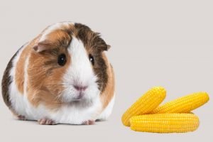 Can guinea pigs feed corn