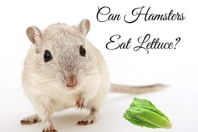 Can Hamsters Feed Lettuce