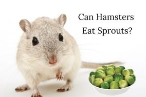 Can Hamsters Eat Sprouts? - AtractivoPets